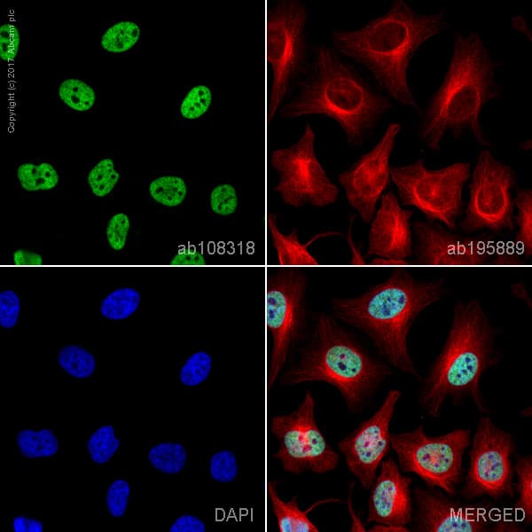 Anti-BRG1 antibody [EPR3912](AB108318)