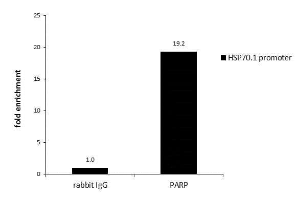 Anti-PARP1 antibody(AB227244)