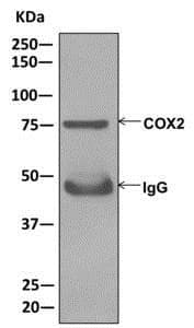 Anti-COX2 / Cyclooxygenase 2 antibody [EPR12012](AB179800)