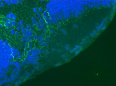 Anti-Vimentin antibody [RV202] - Cytoskeleton Marker(ab8978)