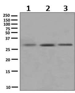 Superoxide Dismutase 4 Ccs Antibody Epr9712 Bsa And Azide Free Ab249412  Western Blot Img15706