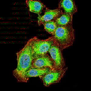 Anti-AKT1 antibody [1F7E10](AB233755)
