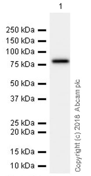 Anti-DDX4 / MVH antibody [EPR21789](AB235442)