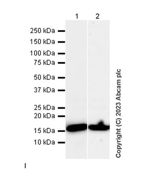 Anti-Histone H3 antibody [1B1B2](AB309551)