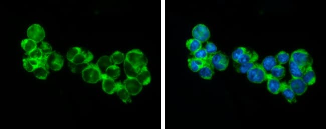 Rip3 Antibody Ab246523  Immunocytochemistry Immunofluorescence Img68155