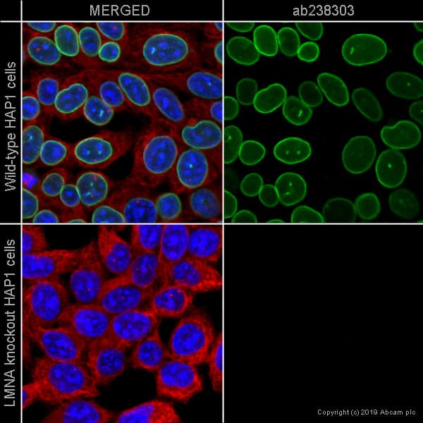 Nuclear Marker (Lamin A + C, SC35, KDM1/LSD1, Fibrillarin, HP1 alpha) Antibody Sampler Panel(AB263467)