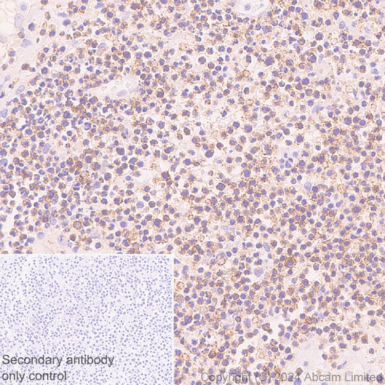 Anti-NKG2D antibody [RM1173] - BSA and Azide free(AB319163)