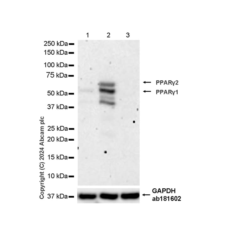 Anti-PPAR gamma antibody [RM1091](AB316981)