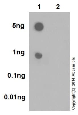 Anti-CDK2 (phospho T160) + CDK1 (phospho T161) antibody [EPR17621](AB183554)