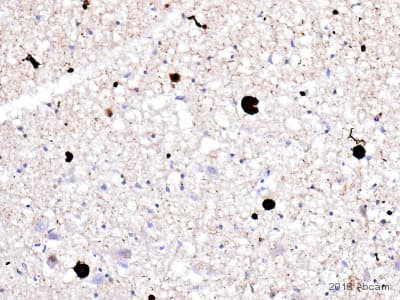 Anti-Alpha-synuclein aggregate antibody [MJFR-14-6-4-2] - BSA and Azide free(AB214033)