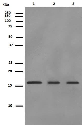 Anti-ARPC5/p16 ARC antibody [EP1551Y](AB51243)