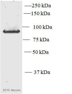 Anti-PKC epsilon antibody(AB63638)