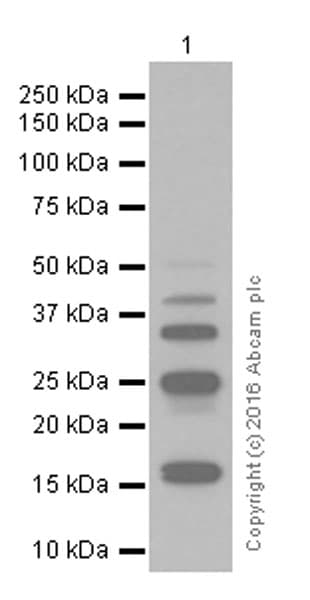 Anti-Ubiquitin (linkage-specific K48) antibody [EP8589](AB140601)
