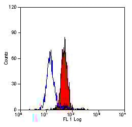 Anti-Dectin-1 antibody [2A11](AB53427)