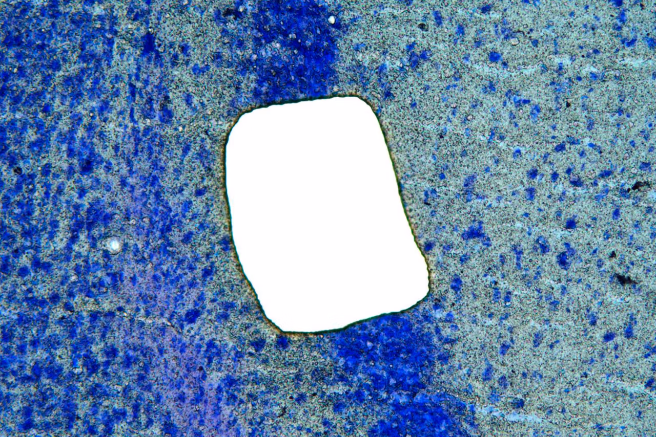 LMD Software  Sample After Cut Kid21766579