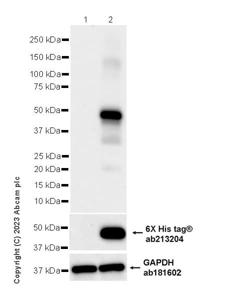 Anti-MATH2/NEUROD6 antibody [EPR28660-23](AB315812)