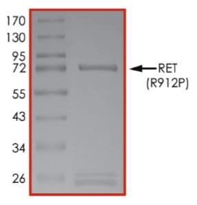 Recombinant human Ret (mutated R912P) protein (Active)(AB268924)