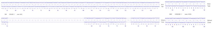 Human Idh1 Knockout A549 Cell Line Ab287493  Next Generation Sequencing Img428732