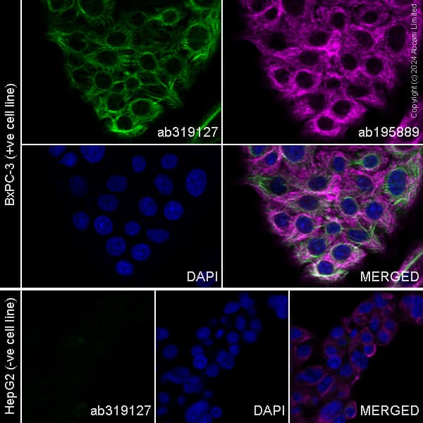 Alexa Fluor 488 Glp 1 Antibody Epr4042 1 Ab319127  Immunocytochemistry Immunofluorescence Img434233