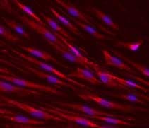 Anti-CD34 antibody [EP373Y](AB81289)