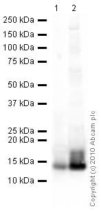 Histone H4 Antibody Mabcam 17036 Chip Grade Ab17036  Western Blot Img97522