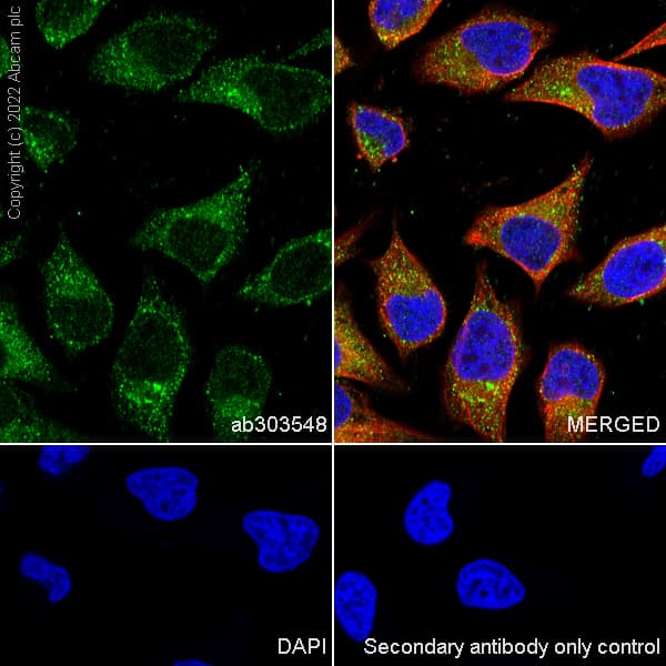 Anti-SMCR8 antibody [EPR26215-5] - BSA and Azide free(AB303549)