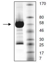 Recombinant human FGFR4 protein(AB135023)