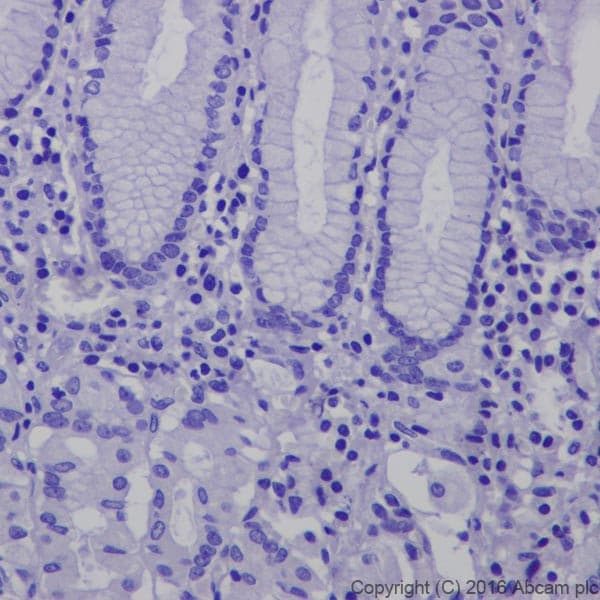 Anti-CRISPR-Cas9 antibody [EPR18991] - BSA and Azide free(AB232379)