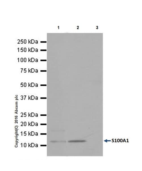 S100 Alpha Antibody Epr19013 Ab183979  Immunoprecipitation Img267