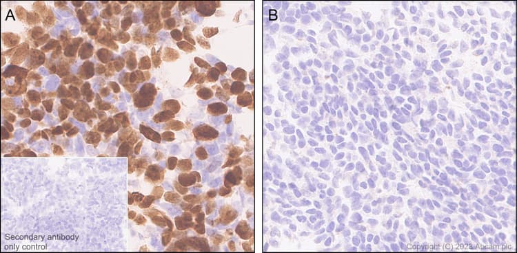 Anti-V5 tag antibody [EPR27187-61](AB309485)