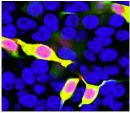 Anti-mCherry antibody(AB167453)