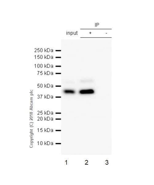 Anti-Cdk9 antibody [EPR3119Y](AB76320)