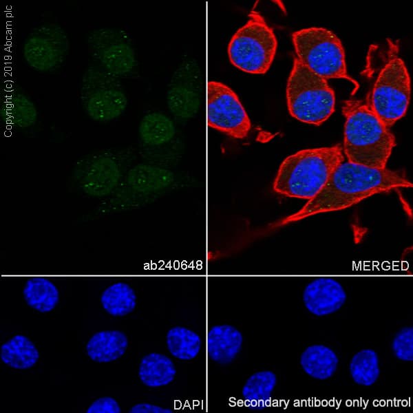 Anti-SMARCA2 / BRM antibody [EPR23103-44] - BSA and Azide free(AB269872)