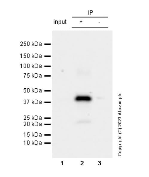 Anti-Connexin 43 / GJA1 antibody [RM1071] - BSA and Azide free(AB314909)