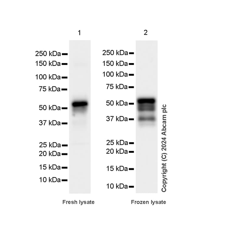 Anti-FOXA1 antibody [RM1119](AB317046)