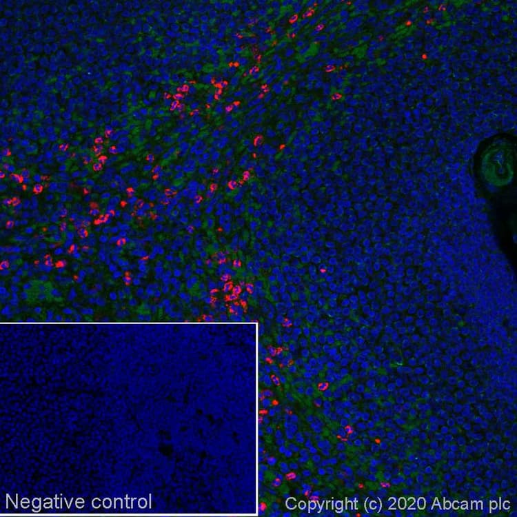 Alexa Fluor® 647 Anti-Myeloperoxidase antibody [EPR17996](ab252131)