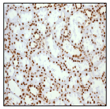 Anti-HMGB1 antibody [EPR3507](AB79823)