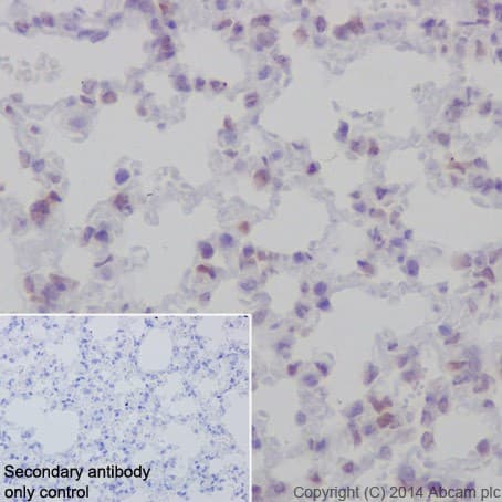 Anti-Rb antibody [EPR17512](AB181616)