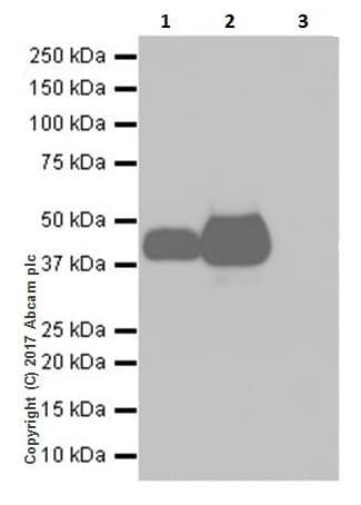 Anti-EpCAM antibody [EPR20532-225](AB223582)