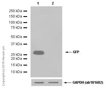 Anti-GFP antibody [EPR14104](AB183734)