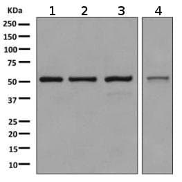 Srp54 Antibody Epr10850 Ab155964  Western Blot Img114381