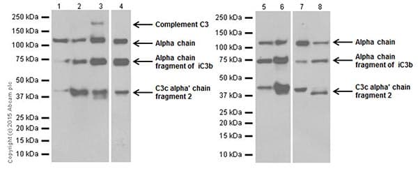 Anti-C3 antibody [EPR19394](AB200999)