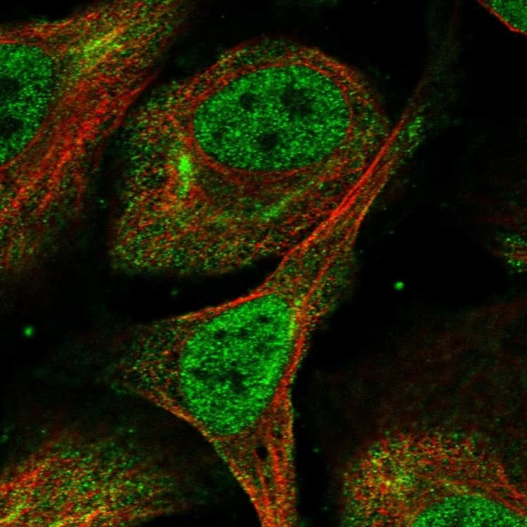 Znf503 Antibody Ab254715  Immunocytochemistry Immunofluorescence Img107782