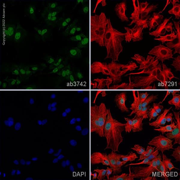 Anti-Sumo 2 + Sumo 3 antibody(AB3742)