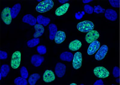 EdU Assay / EdU Staining Proliferation Kit (iFluor 488)(AB219801)