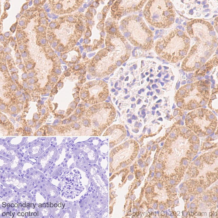 Anti-TOMM20 antibody [EPR15581-39] - Mouse IgG1 (Chimeric)(AB283317)