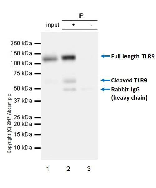 Anti-TLR9 antibody [EPR21735] - BSA and Azide free(AB232933)