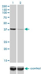 Anti-Argonaute-2 antibody [2E12-1C9] - BSA and Azide free(ab57113)