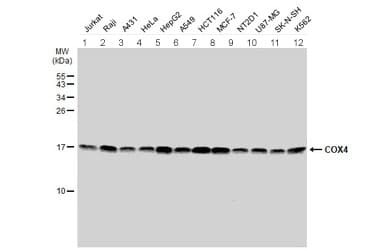 Anti-COX IV antibody - Mitochondrial Marker(AB153709)