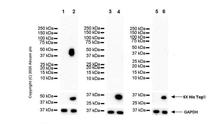 Anti-NKG2A antibody [EPR23620-39](AB252437)
